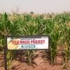 Losses from maize attacks to reduce as IAR showcases impact of hybrids