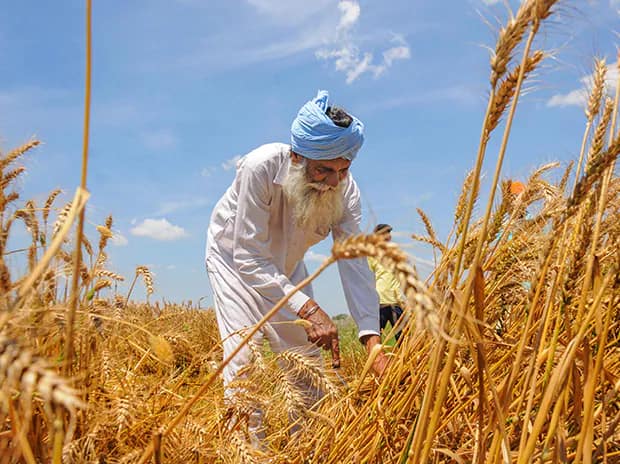 World Food Program to visit Punjab to study wheat storage facility