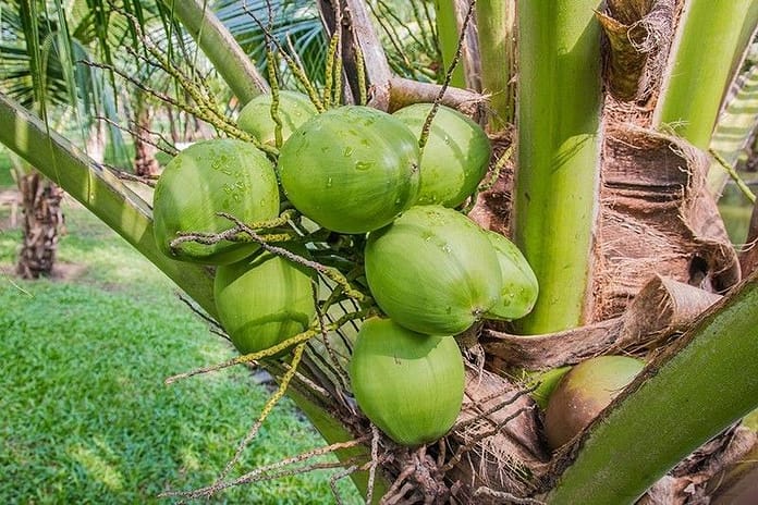 Duterte OKs coconut industry development plan